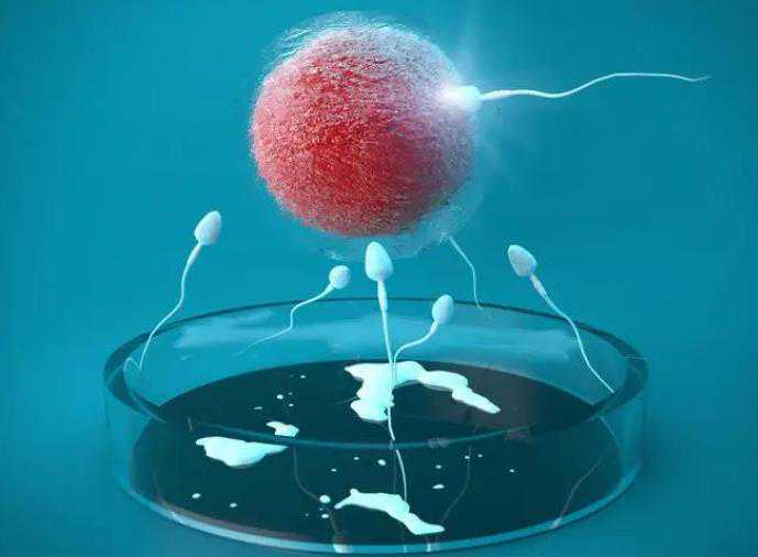 国内哪家医院可以做供卵手术,试管婴儿是否要结婚才能做-试管婴儿一定要结婚证吗